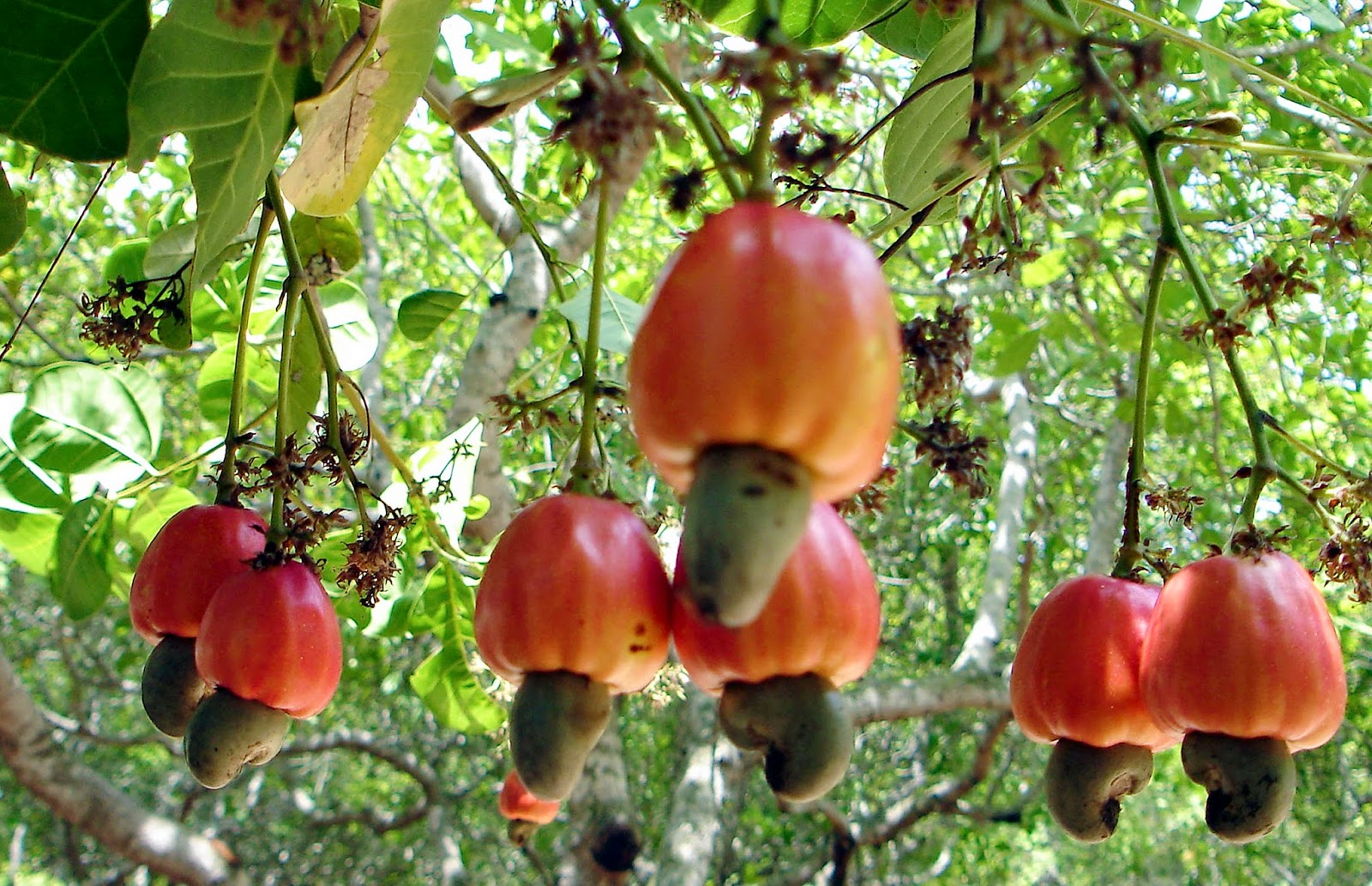 Benefícios da Castanha de Caju!